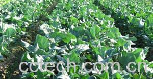 果蔬百科西兰花-0