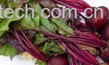 果蔬百科红菜头怎么吃 -0