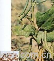 果蔬百科赤小豆的功效与作用 -0