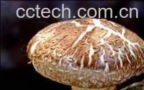 果蔬百科香菇-0