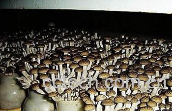 果蔬百科梨菇-0