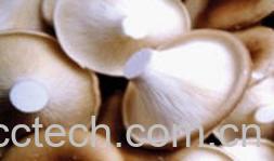 果蔬百科猪肚菇-0