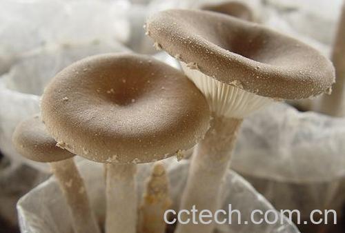 果蔬百科猪肚菇-0