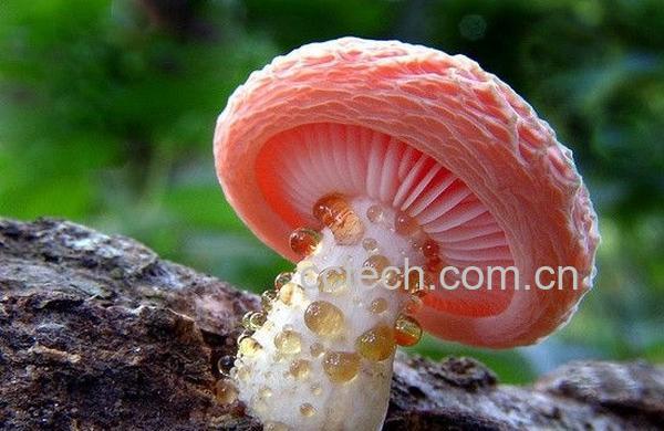 果蔬百科蘑菇-0