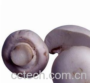 果蔬百科口蘑-0