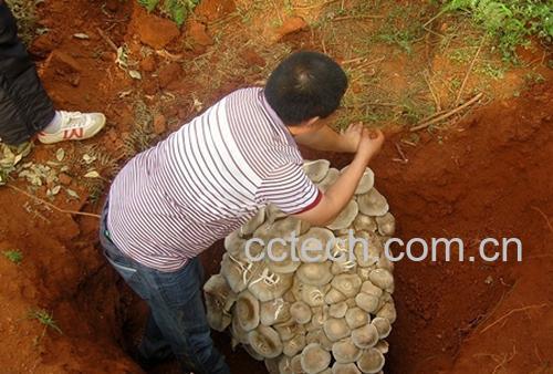 果蔬百科口蘑-0