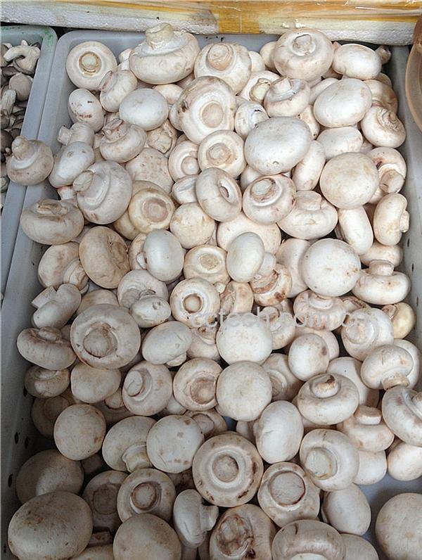 果蔬百科口蘑-0