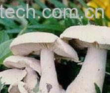 果蔬百科口蘑-0