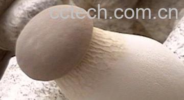 果蔬百科杏鲍菇-0