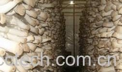 果蔬百科杏鲍菇-0