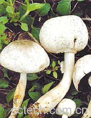 果蔬百科蘑菇-0