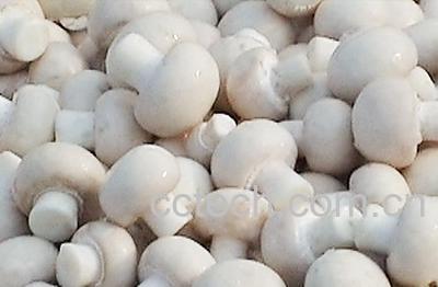 果蔬百科口蘑-0