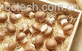 果蔬百科草菇-0