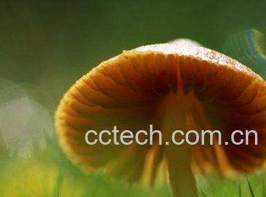 果蔬百科蘑菇-0