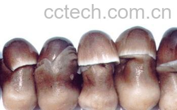 果蔬百科草菇-0