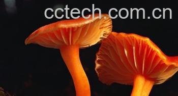 果蔬百科草菇菌丝-0