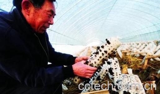 果蔬百科木耳-0