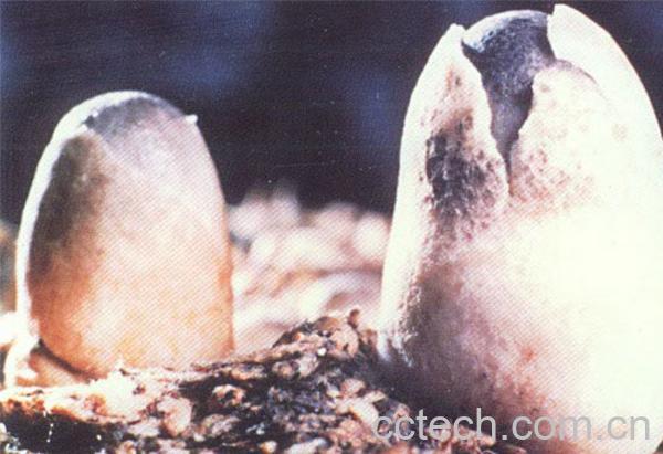 果蔬百科草菇-0