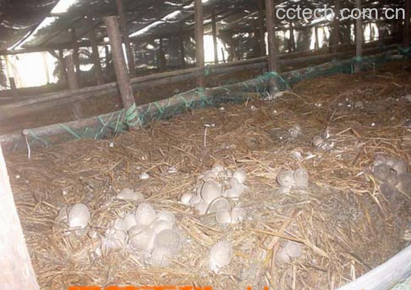 果蔬百科草菇-0