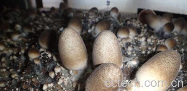 果蔬百科草菇-0