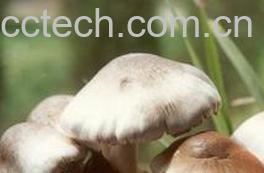 果蔬百科草菇-0