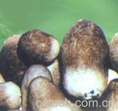 果蔬百科草菇-0