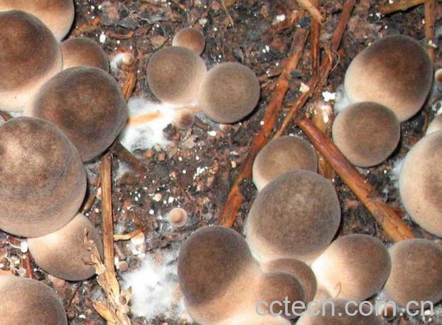 果蔬百科草菇-0