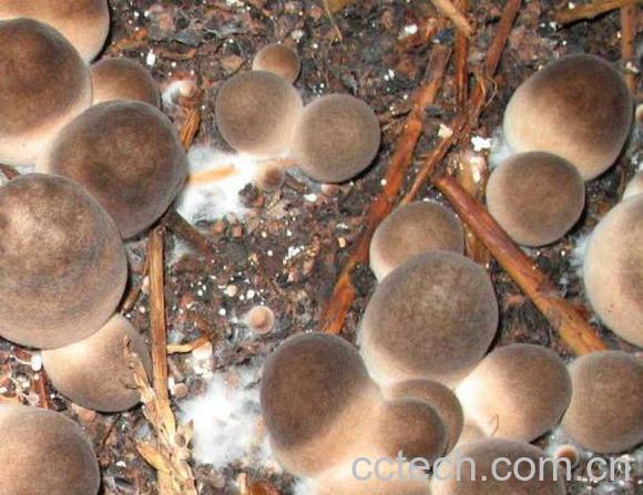 果蔬百科草菇-0