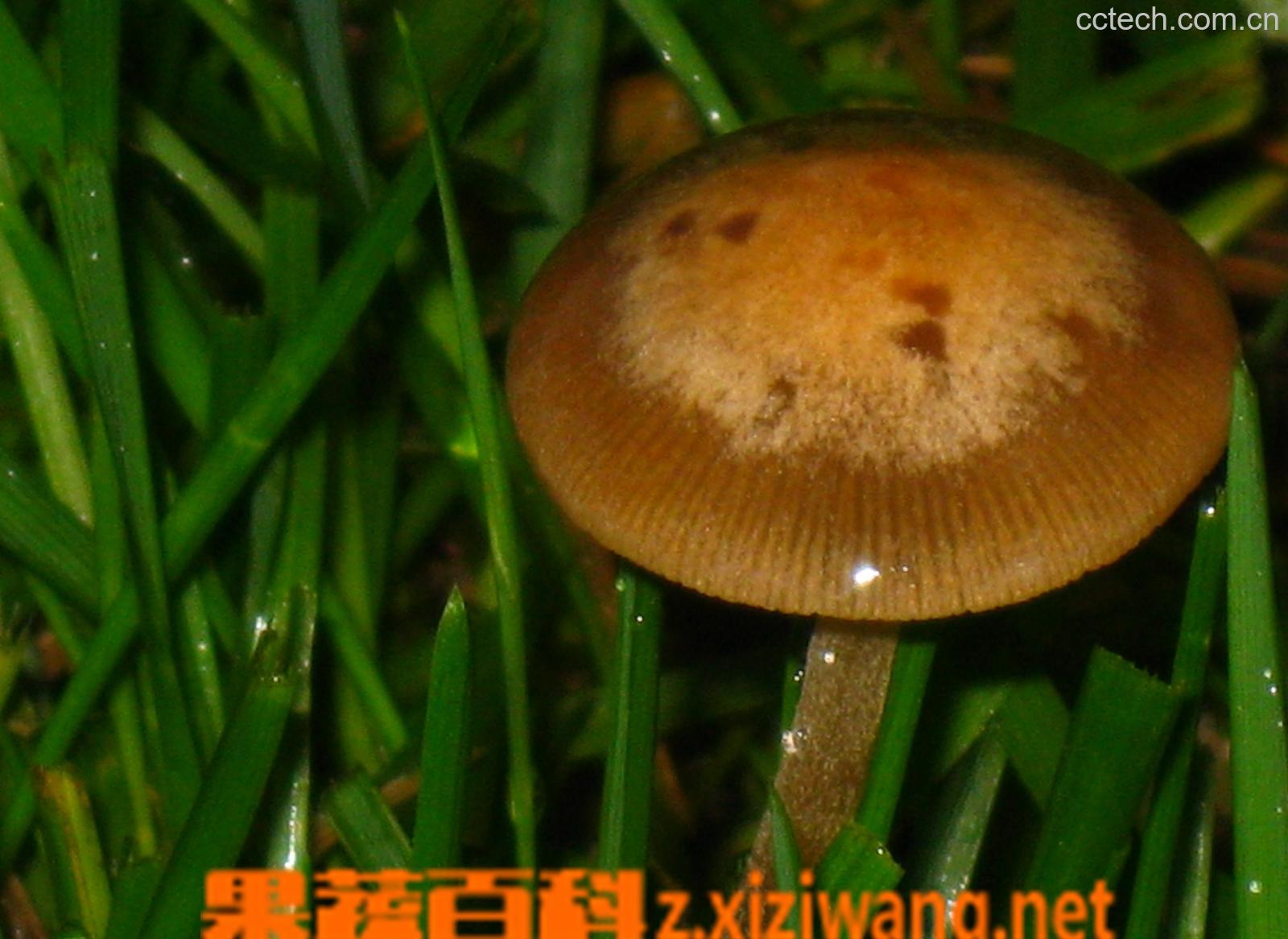 果蔬百科草菇-0