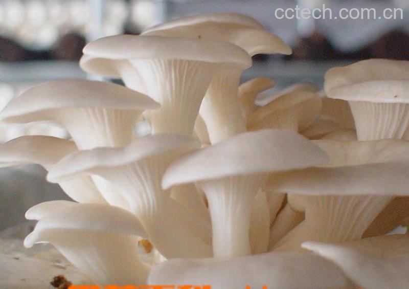 果蔬百科平菇-0