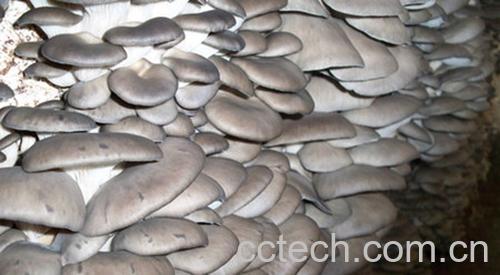 果蔬百科平菇-0