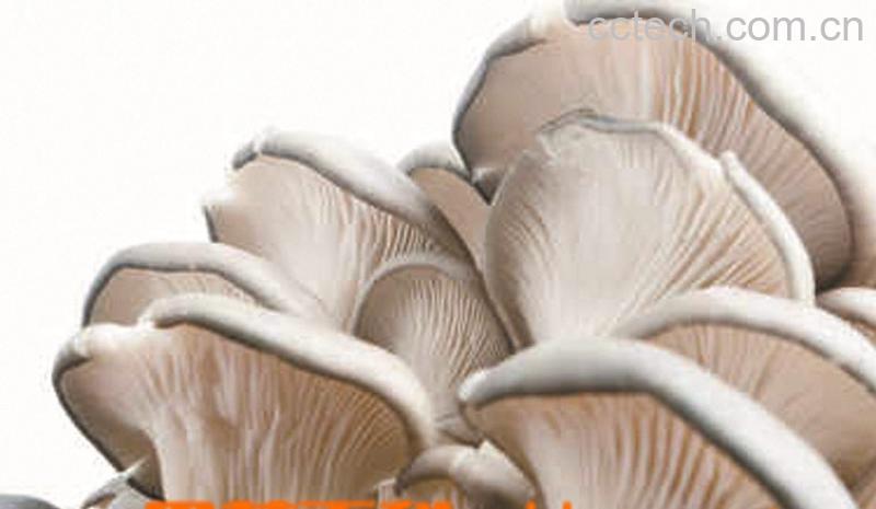 果蔬百科平菇-0