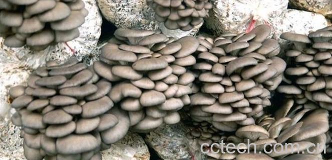 果蔬百科平菇-0