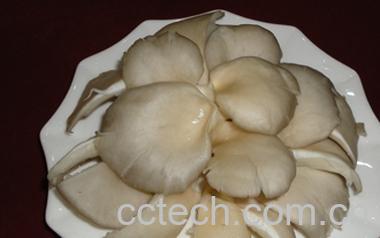 果蔬百科平菇-0