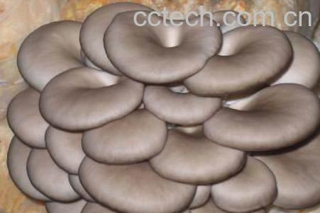 果蔬百科平菇-0