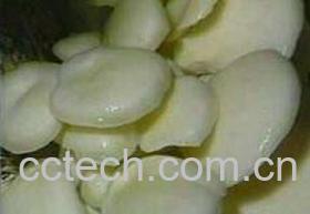 果蔬百科平菇-0