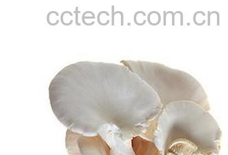 果蔬百科平菇-0