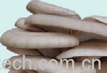 果蔬百科平菇-0