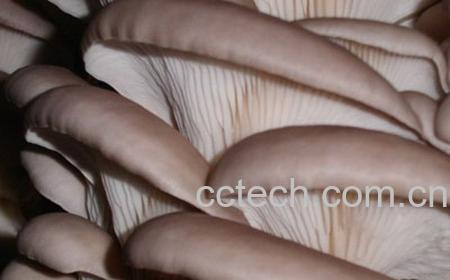 果蔬百科平菇-0