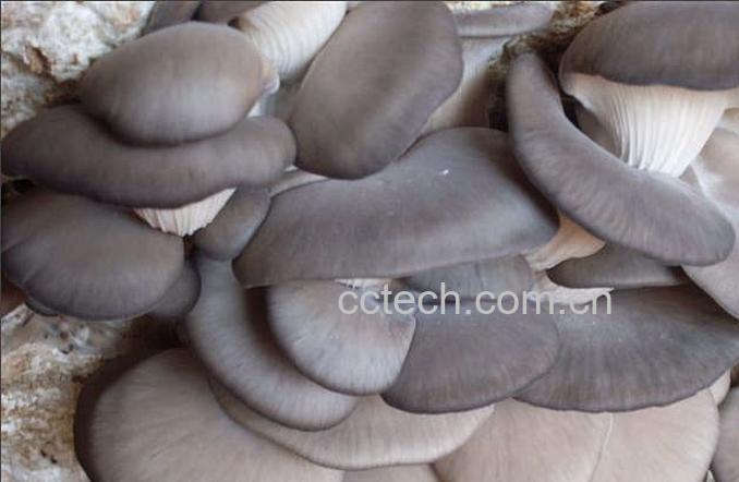 果蔬百科平菇-0