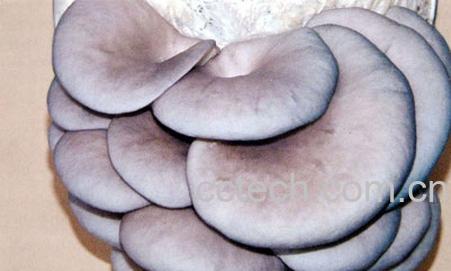 果蔬百科蘑菇-0