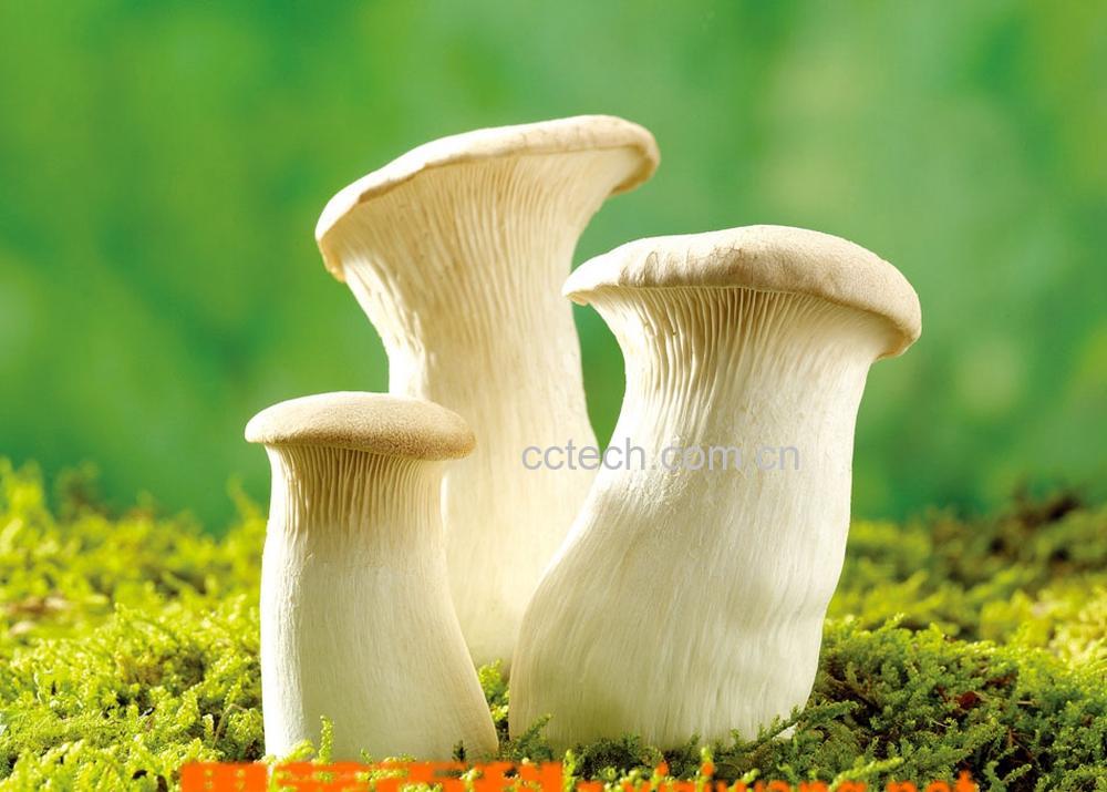 果蔬百科蘑菇-0