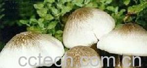 果蔬百科草菇菌丝-0