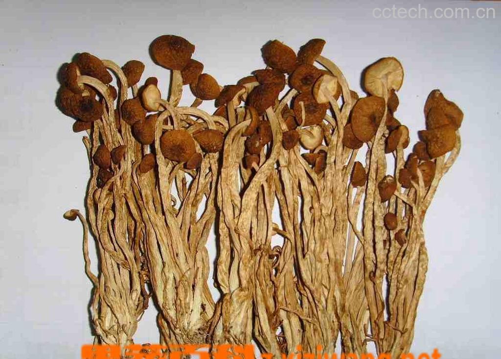 果蔬百科茶树菇-0