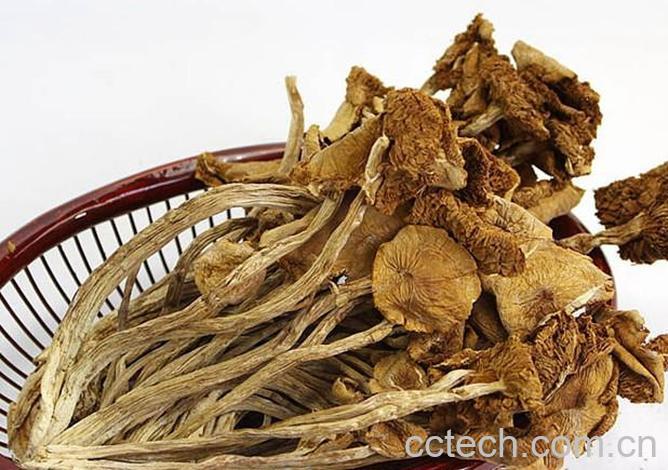 果蔬百科茶树菇-0