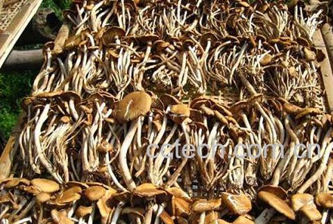 果蔬百科茶树菇-0