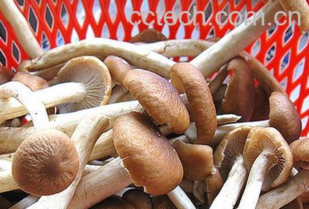 果蔬百科茶树菇-0