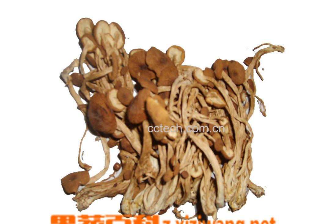 果蔬百科茶树菇-0