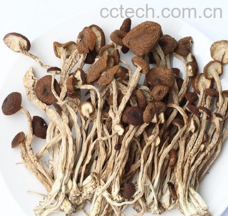 果蔬百科茶树菇-0