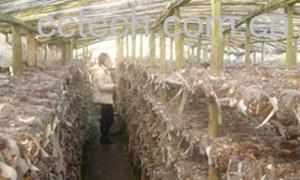 果蔬百科香菇-0